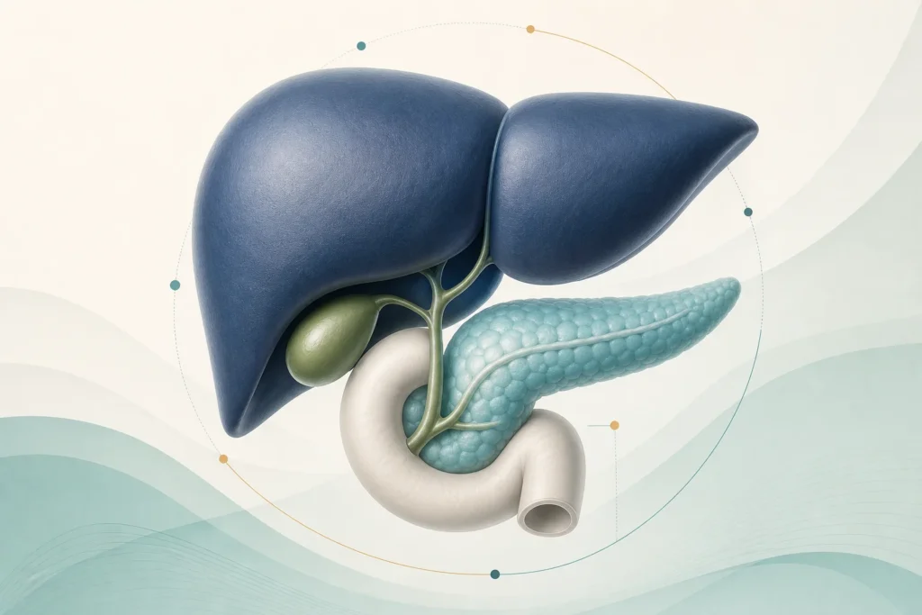 Editorial medical illustration of the liver, pancreas, gallbladder, and bile ducts.